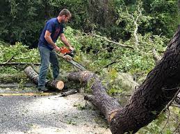 Best Arborist Consultation Services  in New London, MN