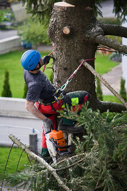 Best Hedge Trimming  in New London, MN