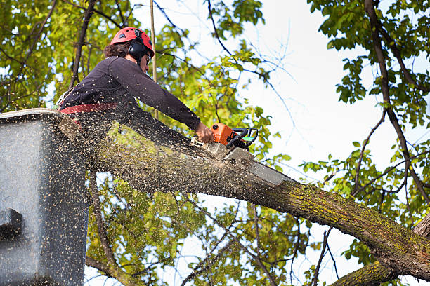 Best Tree Disease Treatment  in New London, MN